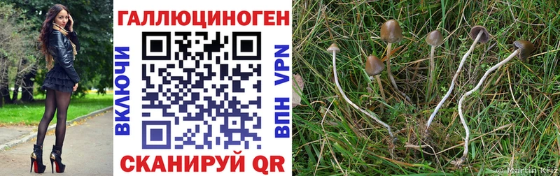 Купить  Остров  Галлюциногенные грибы MAGIC MUSHROOMS 